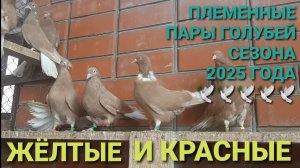 🕊🕊🕊 Племенные пары голубей сезона 2025 года. Желтые и красные. Николаевские голуби в Каменоломни.