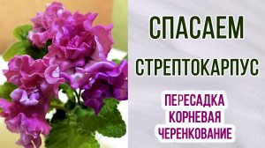 Спасаем стрептокарпус. Проблемы. Причины. Уход. Размножение черенками. Корневая система.