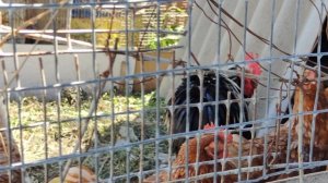 Петухи и курочки в деревне, деревенская жизнь