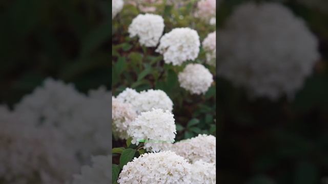 Украшаем террасу вместе с Ростком 🌱