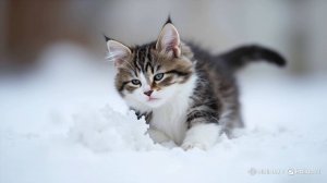 Милые котики (нейросеть)