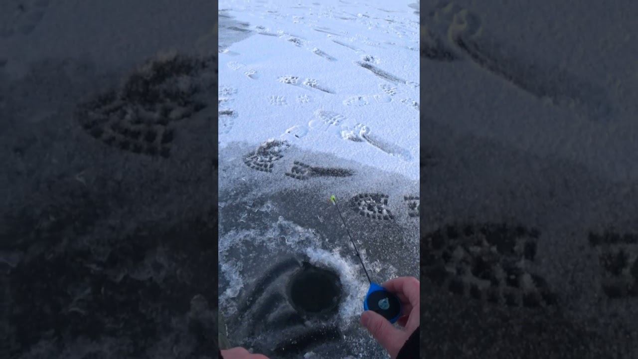 Рыбалка на мормышку #рыбалка #зимняярыбалка #shorts смотреть онлайн