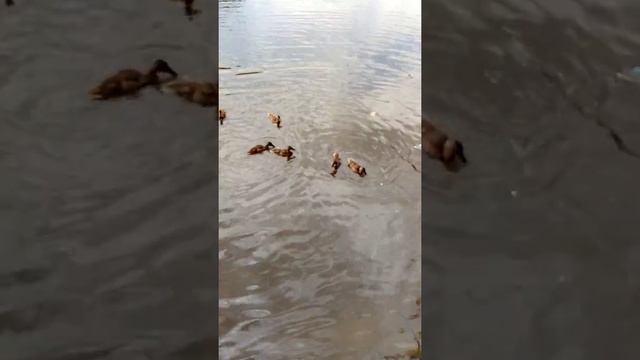 Меркурианцев будни смотреть онлайн