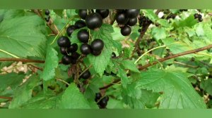 Ведро чёрной смородины с одного куста!!!!! #смородина #ягоды #сборягод #berry #currant