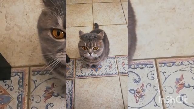 Чего хочет кошка #shorts пытаюсь понять смотреть онлайн