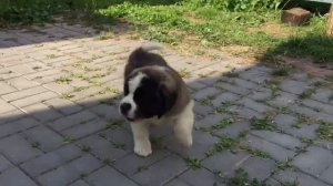 ЛИТТЕР "О" (Д-1-3)