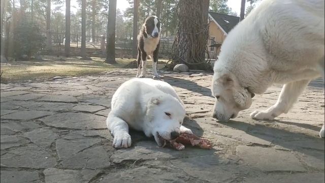 АЛЬФА ЦЕНТАВРА. Хитрее не бывает! смотреть онлайн