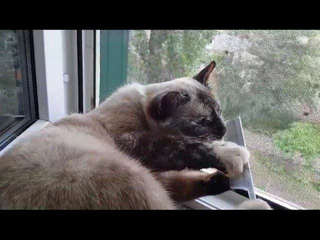 Леся и Сёма - Ненавистная расчёска