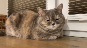 Плюшевая кошечка Ксю