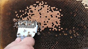 21.09.2021г. Проверка последнего расплода на наличие клеща.