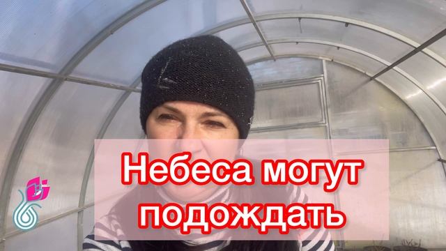 🔥САЖЕНЦЫ ЕЖЕВИКИ 🍀отправка Почтой и Сдэк +79030250766
