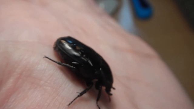 Жук бронзовка смотреть онлайн