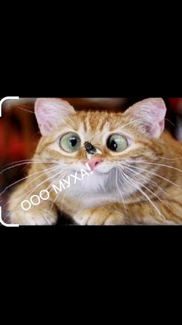 приколы с котами