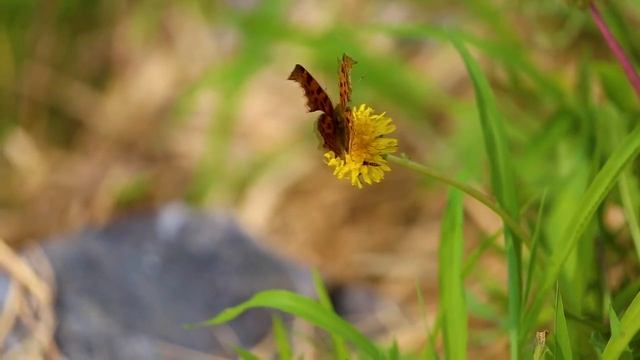 Цветы и бабочки смотреть онлайн