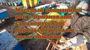 ПЕРЕСЕЛЯЮ РОЙ ИЗ ЛОВУШКИ С ПРИЗНАКАМИ СРЕДНЕРУССКОЙ ПЧЕЛЫ ПОСЛЕ ЗИМОВКИ В ПОДПОЛЕ.