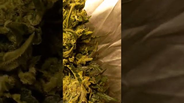 dos si dos barni farm смотреть онлайн