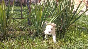 У ИЛЬИ продуктивные каникулы. Черныш переехал к самцам. 27.03.25