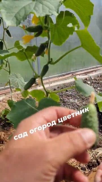 #gardening смотреть онлайн