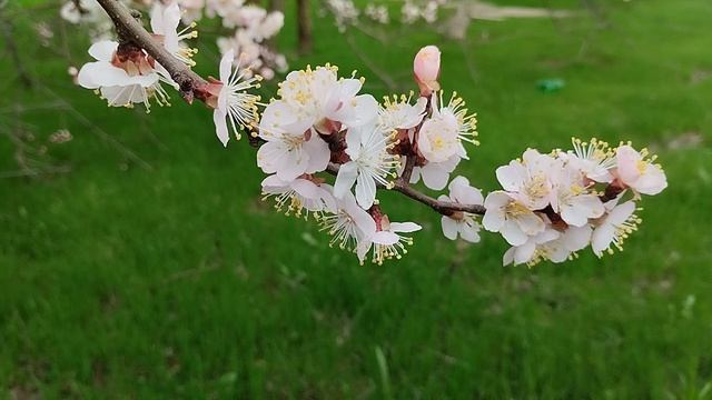 Травка зеленеет ☀️ блестит
