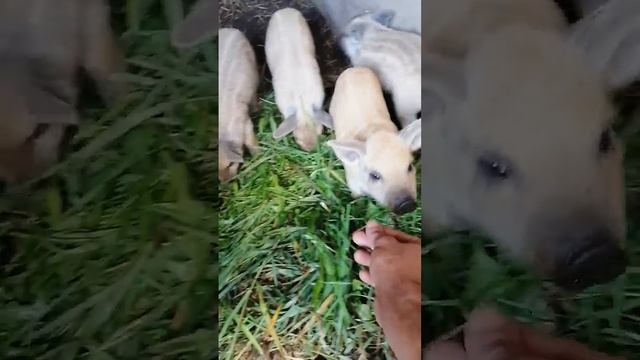 начинаем кушать траву! поросята венгерская монгалица смотреть онлайн