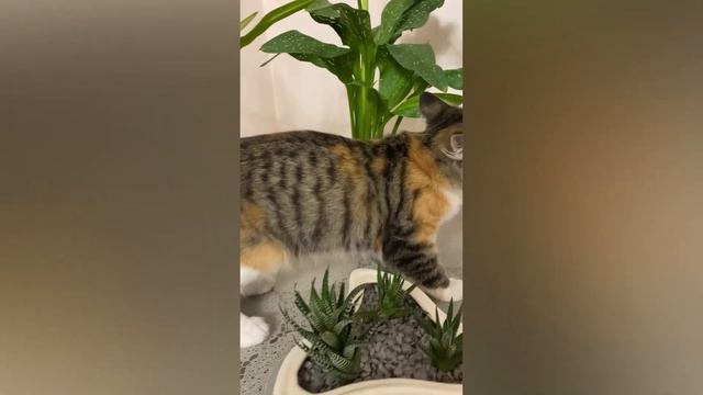 Котики главные враги цветочков смотреть онлайн