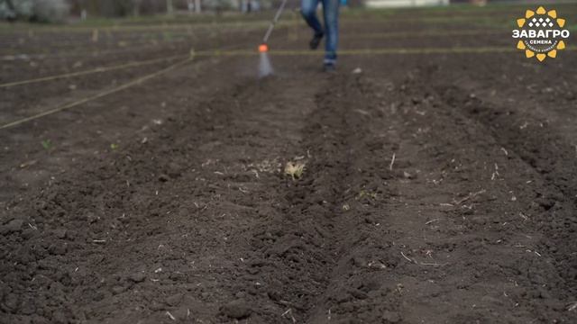 Посев селекционных участков для скрещивания перспективных гибридов подсолнечника,анализа гетерозиса