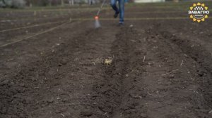 Посев селекционных участков для скрещивания перспективных гибридов подсолнечника,анализа гетерозиса