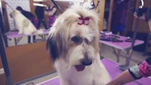 Преображение собаки из приюта: до и после 🏡💖