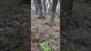 Звуки природы, подснежники цветут,птички поют