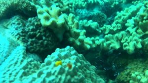 Diving Koh Chang - Thailand 2023