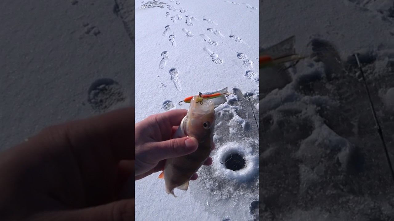 Окунь на балансир #рыбалка #зимняярыбалка #shorts смотреть онлайн