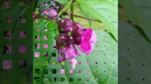 Цветы конца июля