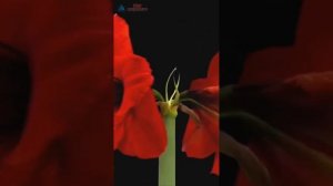 Я подарю вам ландыши