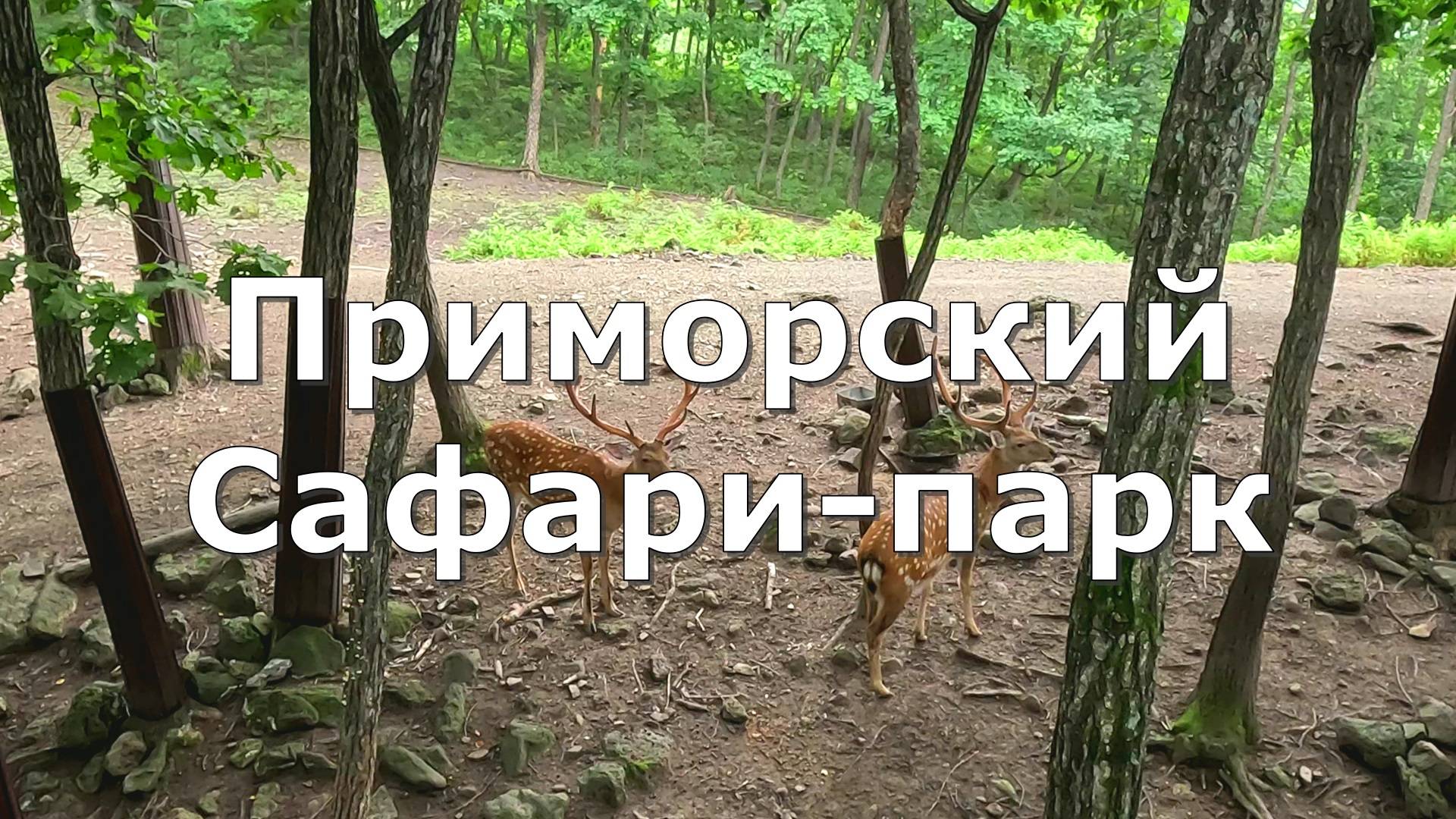 Приморский Сафари-парк [4K]