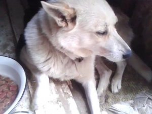 Собака ослепла и отказывается есть.#dog #собака #мойпитомец #mypet #грустноевидео