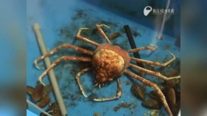 Камчатский КРАБ меняет старый панцирь, краб линяет