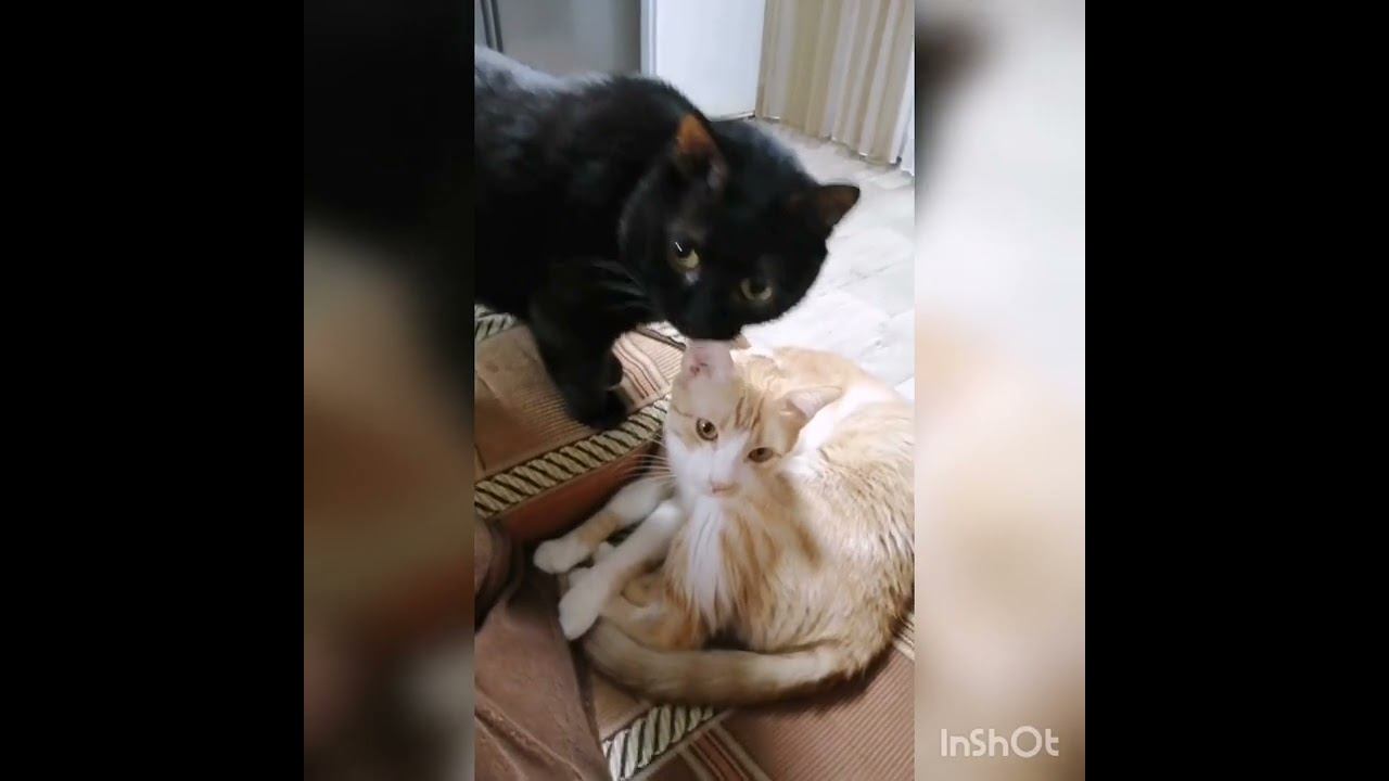 cat caresses/кошачьи нежности