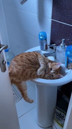 Котик балдеет 🐈😆