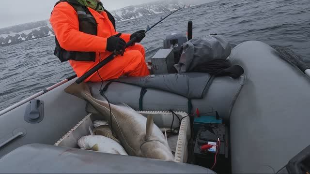 Морская рыбалка на треску. Дельфины в Баренцевом море!!!!