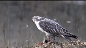 Кречет Falco rusticolus ГОЛОС