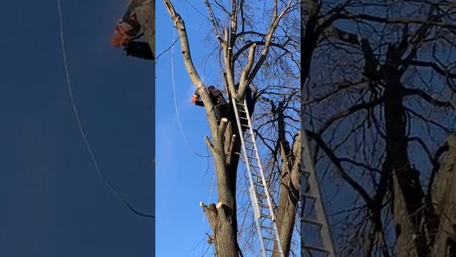 Пилим деревья смотреть онлайн