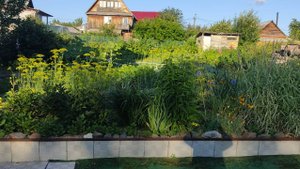 Мой дачный участок