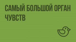 Самый большой орган чувств. Видеоурок по окружающему миру 4  класс