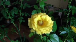 Моя роза ХАЙ МЕДЖИК цветет на лоджии