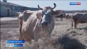 Знай наших: в России растет популярность костромской породы коров