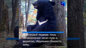 Гималайский медведь решил почесать пузико перед фотоловушкой в Приморском крае