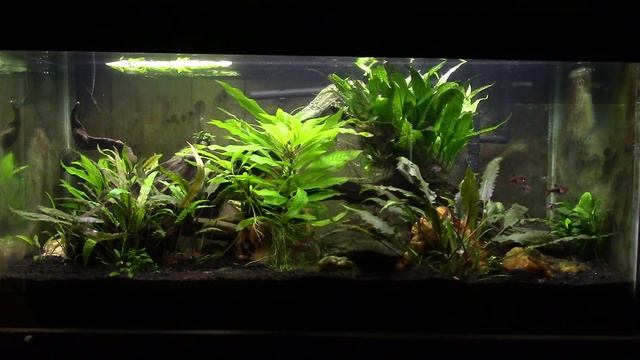 My 3 Simple Rules For Happy, Successful Fishkeeping смотреть онлайн