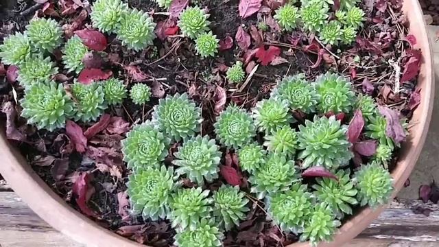 БАРБЕКЮ  ЗАКРЫТИЕ ЛЕТНЕГО СЕЗОНА 2019      Поддержи мой канальчик лайком смотреть онлайн