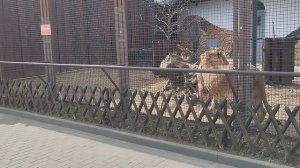 Львенок Шерхан вспомнил детство  Спасти Симбу и его друзей! Минск 30 марта