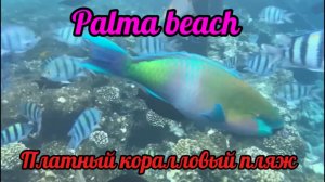 Египет 2025 PAlMA beach платный пляж с шикарным коралловым рифом Шарм Эль Шейх